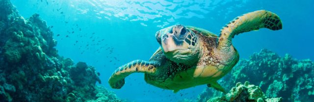 exhibit-headers_sea-turtles