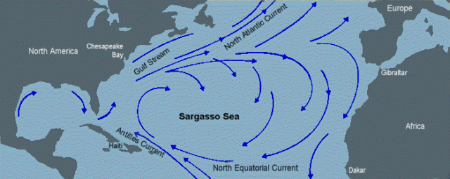 sargasso-sea-2b3cb71b-02a6-4e26-bc74-929876f5b10-resize-750